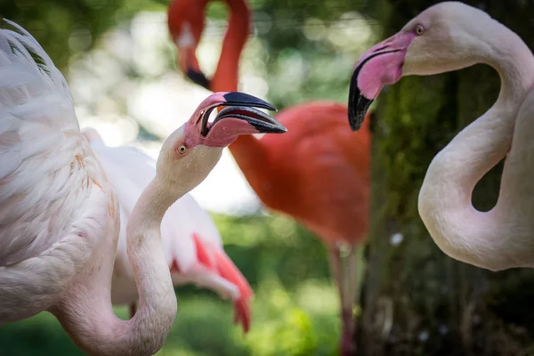 動物園のピンクフラミンゴは — ストック写真