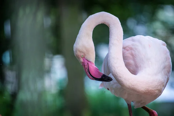 Flamant Rose Dans Zoo — Photo