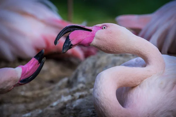 Der Rosa Flamingo Zoo — Stockfoto