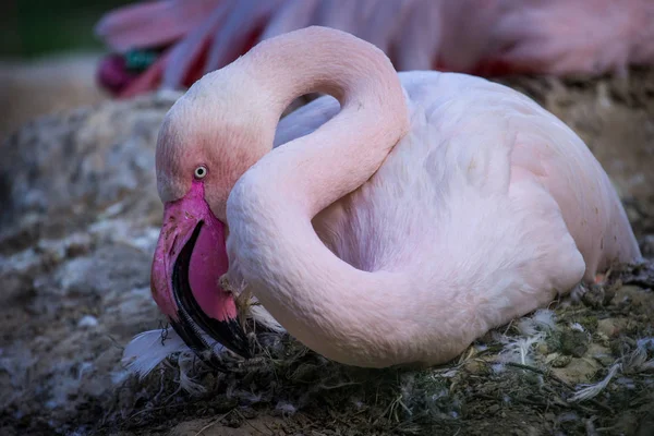 Różowy Flaming Zoo — Zdjęcie stockowe