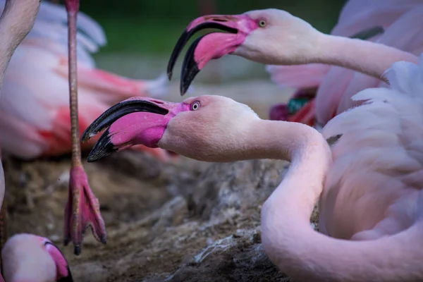 Flamenco Rosa Zoológico —  Fotos de Stock