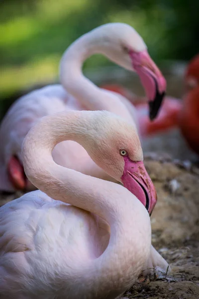 Růžové Plameňák Zoo — Stock fotografie