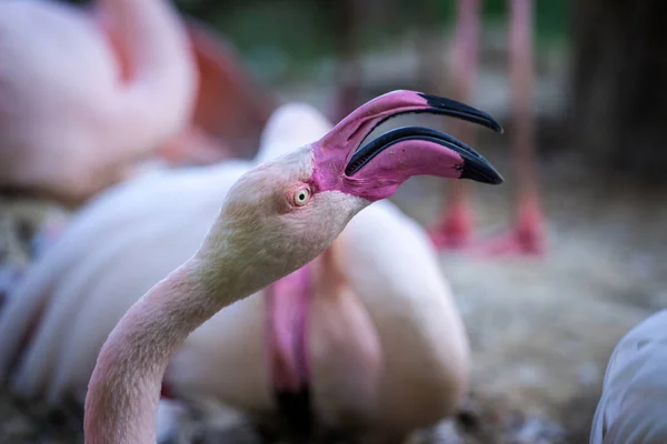 Der Rosa Flamingo Zoo — Stockfoto