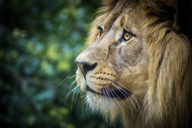 Hayvanat bahçesindeki aslan portresi