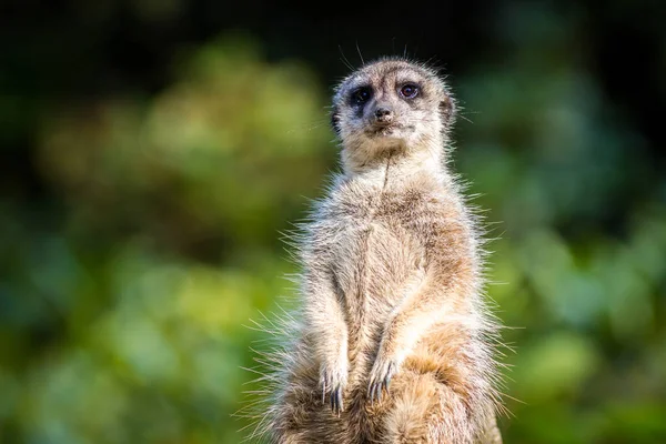 Meerkat Dans Parc Zoologique — Photo