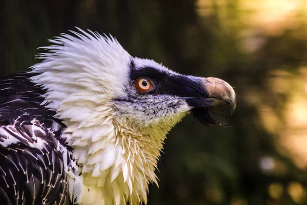 動物園でひげを生やしたハゲワシ — ストック写真