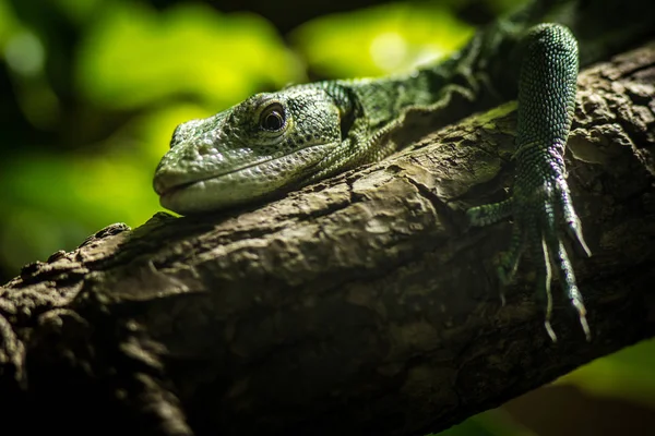 Smaragdzöld Monitor Állatkertben — Stock Fotó