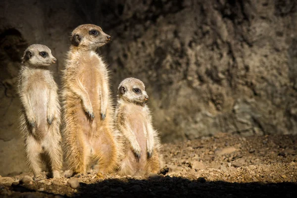 Meerkat Zoo Parken — Stockfoto