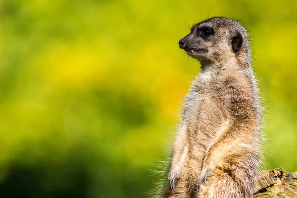 Meerkat Dans Parc Zoologique — Photo