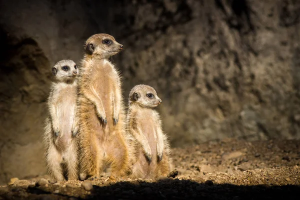 Meerkat Zoo Park — Stock Photo, Image