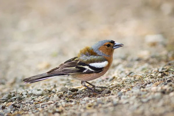 Chaffinch Satwa Liar — Stok Foto