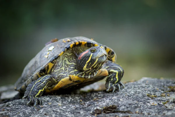 Schildkröte Tierpark — Stockfoto