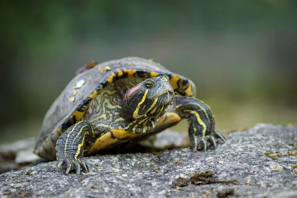 Schildkröte Tierpark — Stockfoto