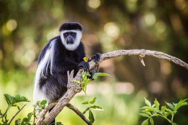 Hayvanat bahçesinde kırmızı kuyruklu Vervet