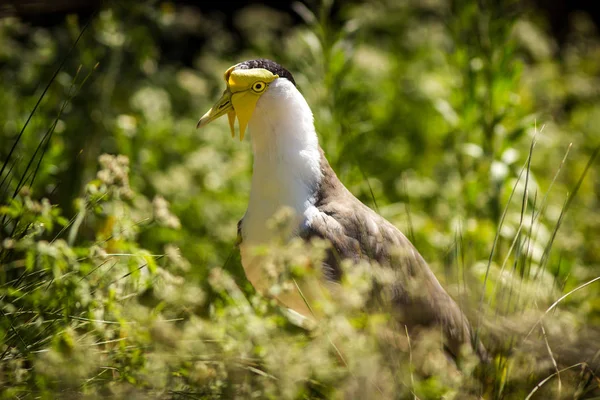 Australian Lapwing Zoológico — Fotografia de Stock