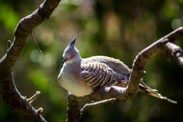 동물원에서 비둘기 — 스톡 사진