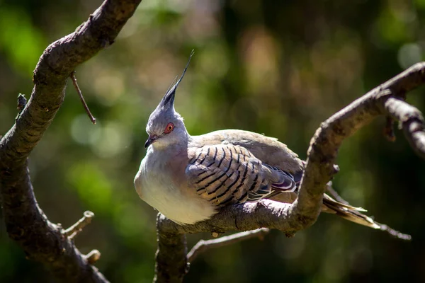 Pájaro Paloma Zoológico — Foto de Stock