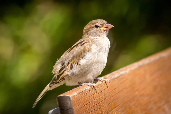 Sparrow Zoo — Stock Photo, Image