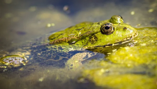 Edible Frog Zoo — Stock Photo, Image