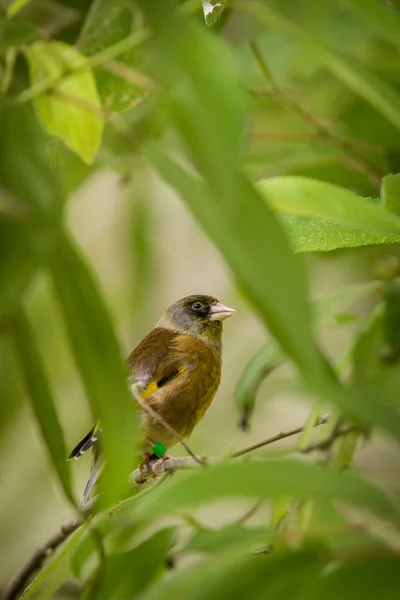 Oiseau Moineau Dans Zoo — Photo