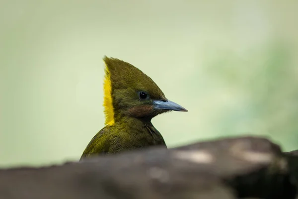 Pájaro Carpintero Mayor Zoológico — Foto de Stock