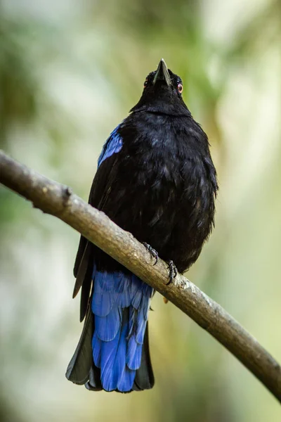 Pássaro Preto Tropia — Fotografia de Stock