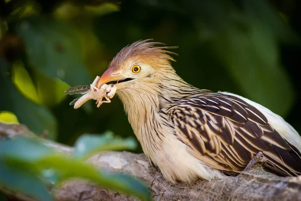 Cuculo Guira Nel Parco Zoologico — Foto Stock