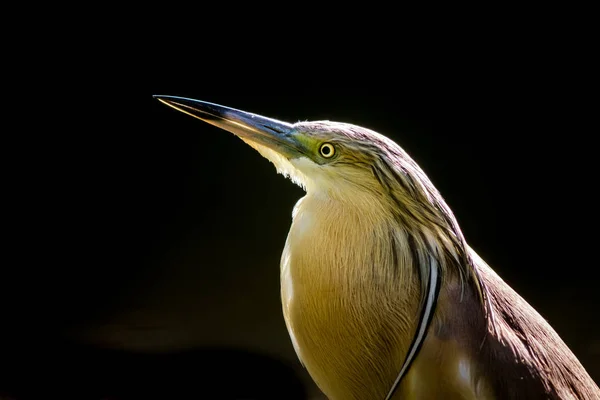 Portrait Héron Dans Zoo — Photo