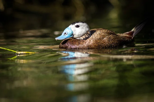 Weißkopfruderente Zoo — Stockfoto