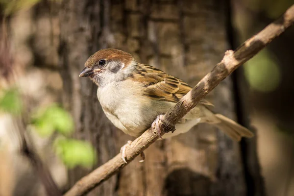 Sparrow Zoo — Stock Photo, Image