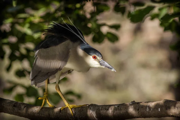 Garza Nocturna Zoológico — Foto de Stock