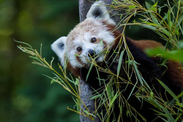Panda Rood Dierentuin — Stockfoto