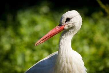 Hayvanat bahçesindeki beyaz leylek