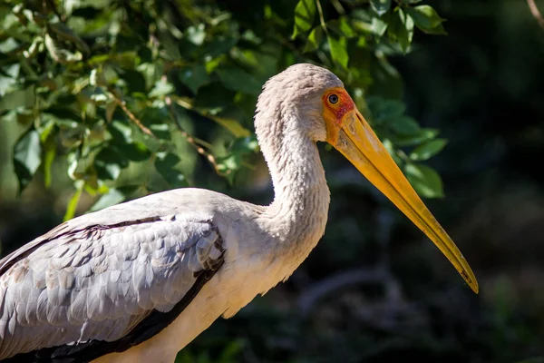 Stork Afrikansk Porträtt Naturen — Stockfoto