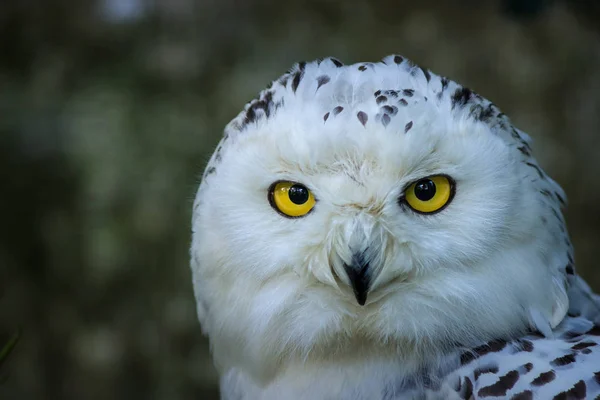 Sowa Biały Portret Zoo — Zdjęcie stockowe