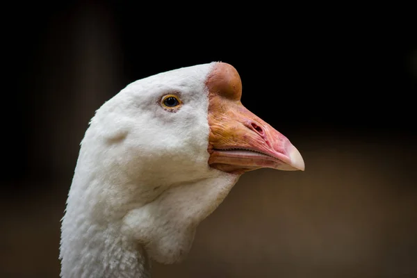 White Goose Porträtt Zoo — Stockfoto