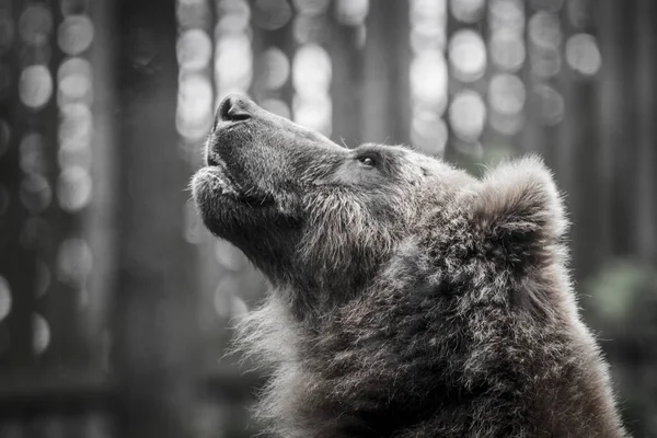 Бурый Медведь Камчатка Природе — стоковое фото