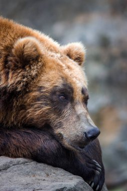 Doğada kahverengi ayı Kamçatka