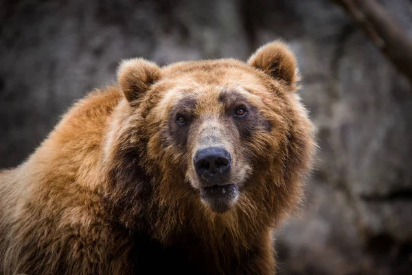 棕熊堪察加在自然界 — 图库照片