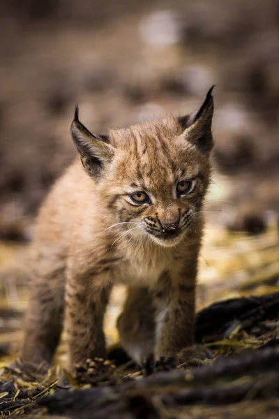 Lince Euroasiático Zoológico — Foto de Stock