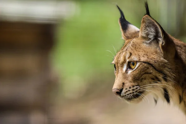 Euraziatische Lynx Dierentuin — Stockfoto