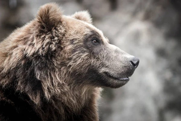 Oso Pardo Kamchatka Naturaleza —  Fotos de Stock