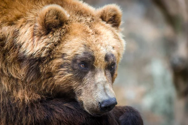 棕熊堪察加在自然界 — 图库照片