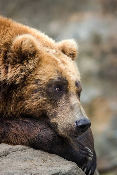 Urso Marrom Kamchatka Natureza — Fotografia de Stock