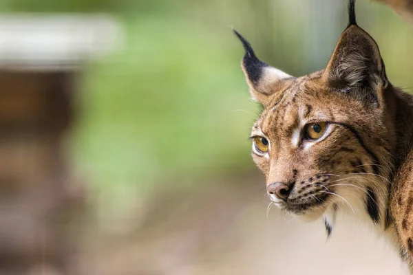 Lince Euroasiático Zoológico —  Fotos de Stock