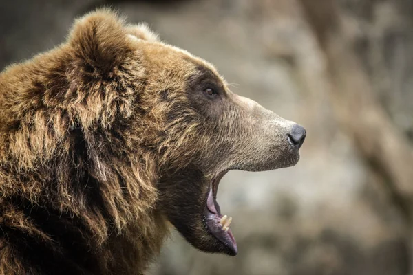 Бурый Медведь Камчатка Природе — стоковое фото