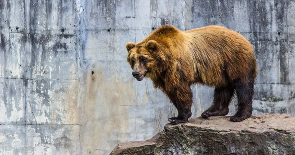 Oso Pardo Kamchatka Naturaleza —  Fotos de Stock