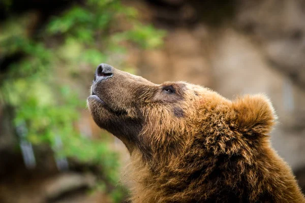 Oso Pardo Kamchatka Naturaleza —  Fotos de Stock