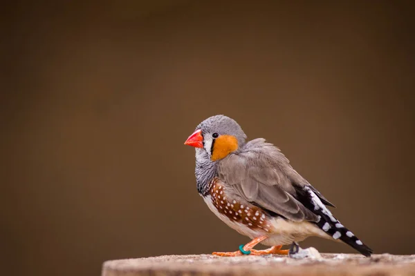 Zebrafinken Vogel Zoo — Stockfoto