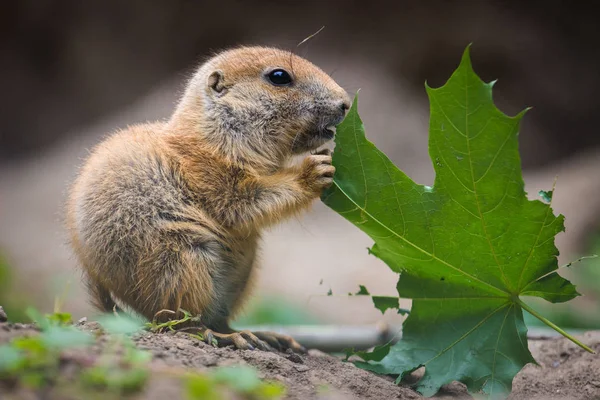 Černoocasá Prérie Zoo — Stock fotografie